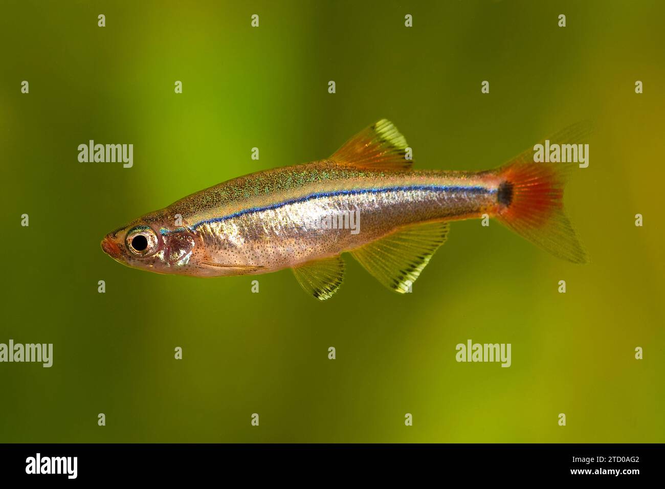 Nuage blanc, méné blanc de montagne (Tanichthys albonubes), homme Banque D'Images