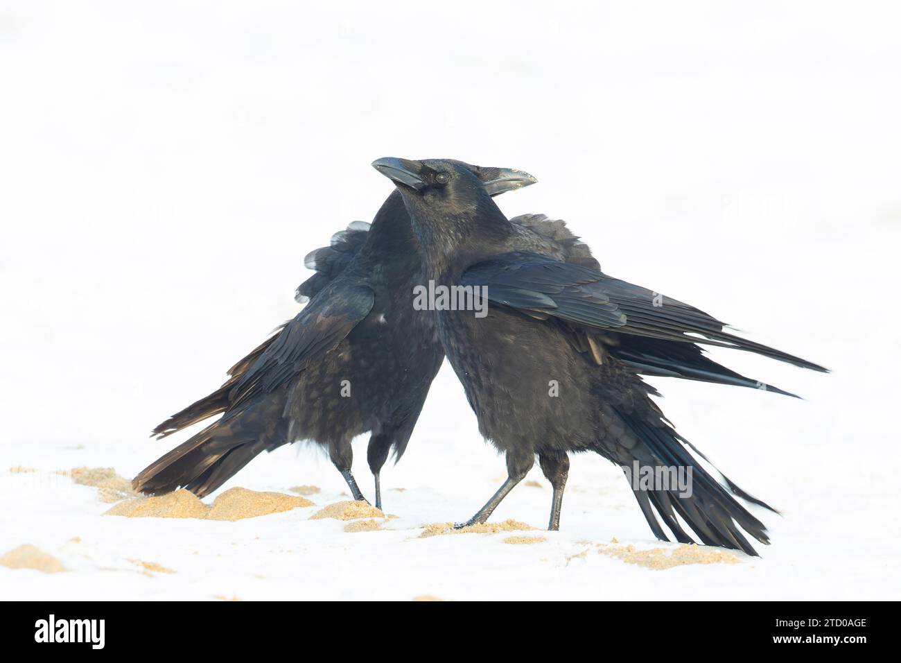 Corbeau de charogne (Corvus corone, Corvus corone corone), deux corbeaux dans la neige à la plage de la mer du Nord, pays-Bas Banque D'Images