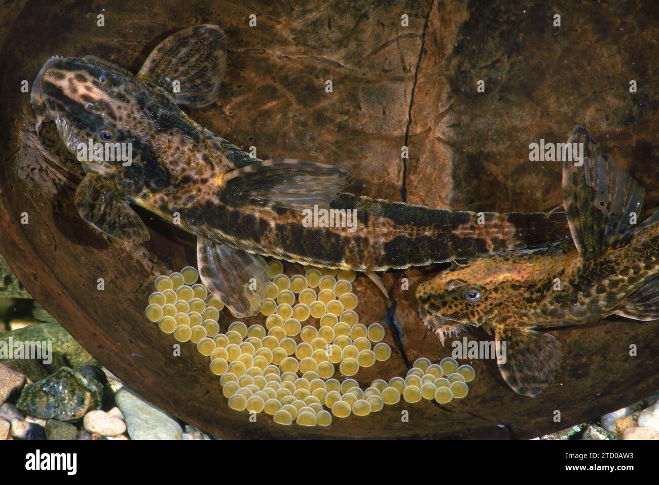Poisson-chat lancéolé (Rineloricaria lanceolata), ponte des œufs en couple, fraye Banque D'Images