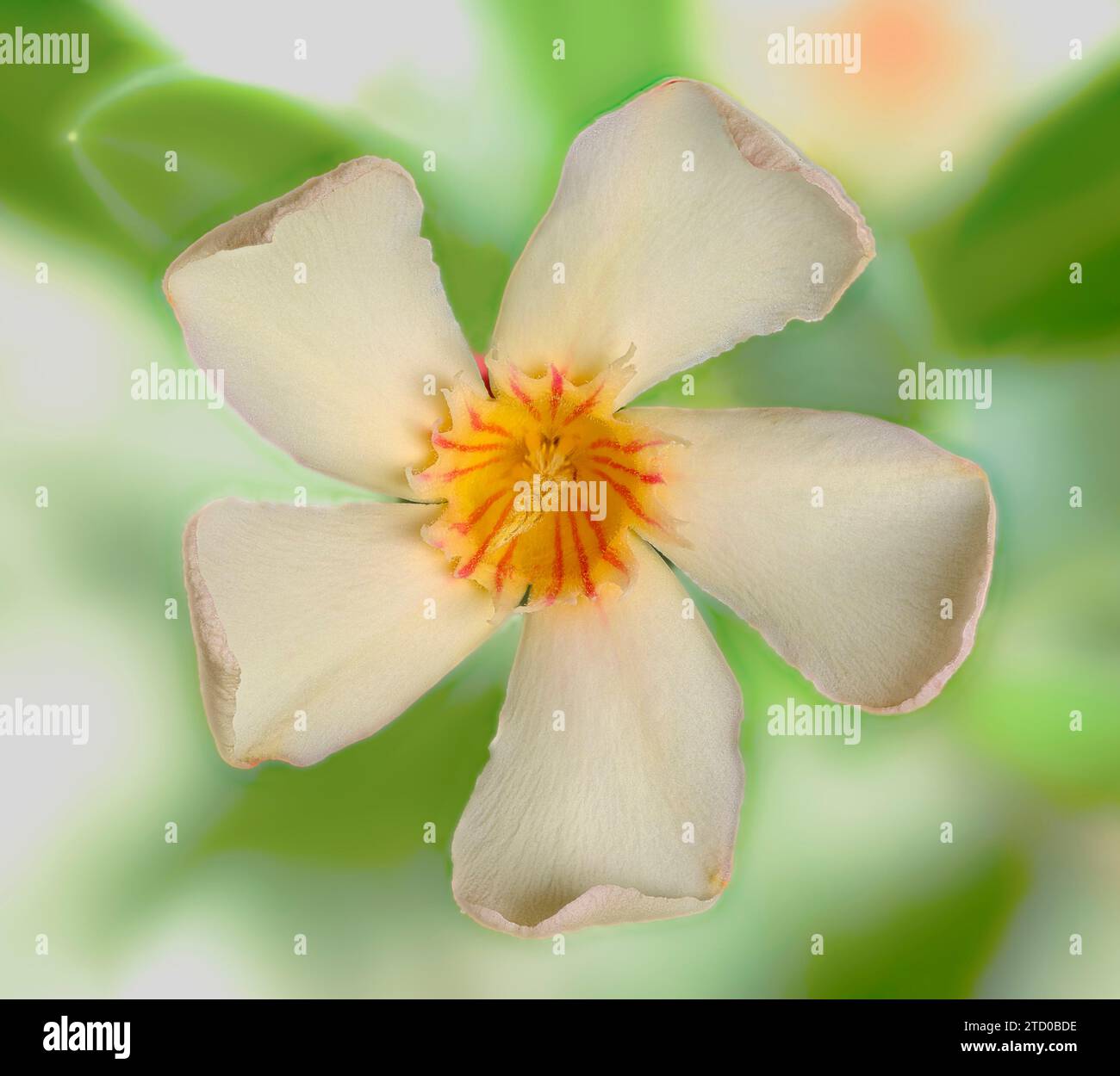 Laurier-rose (Nerium oleander), fleur Banque D'Images