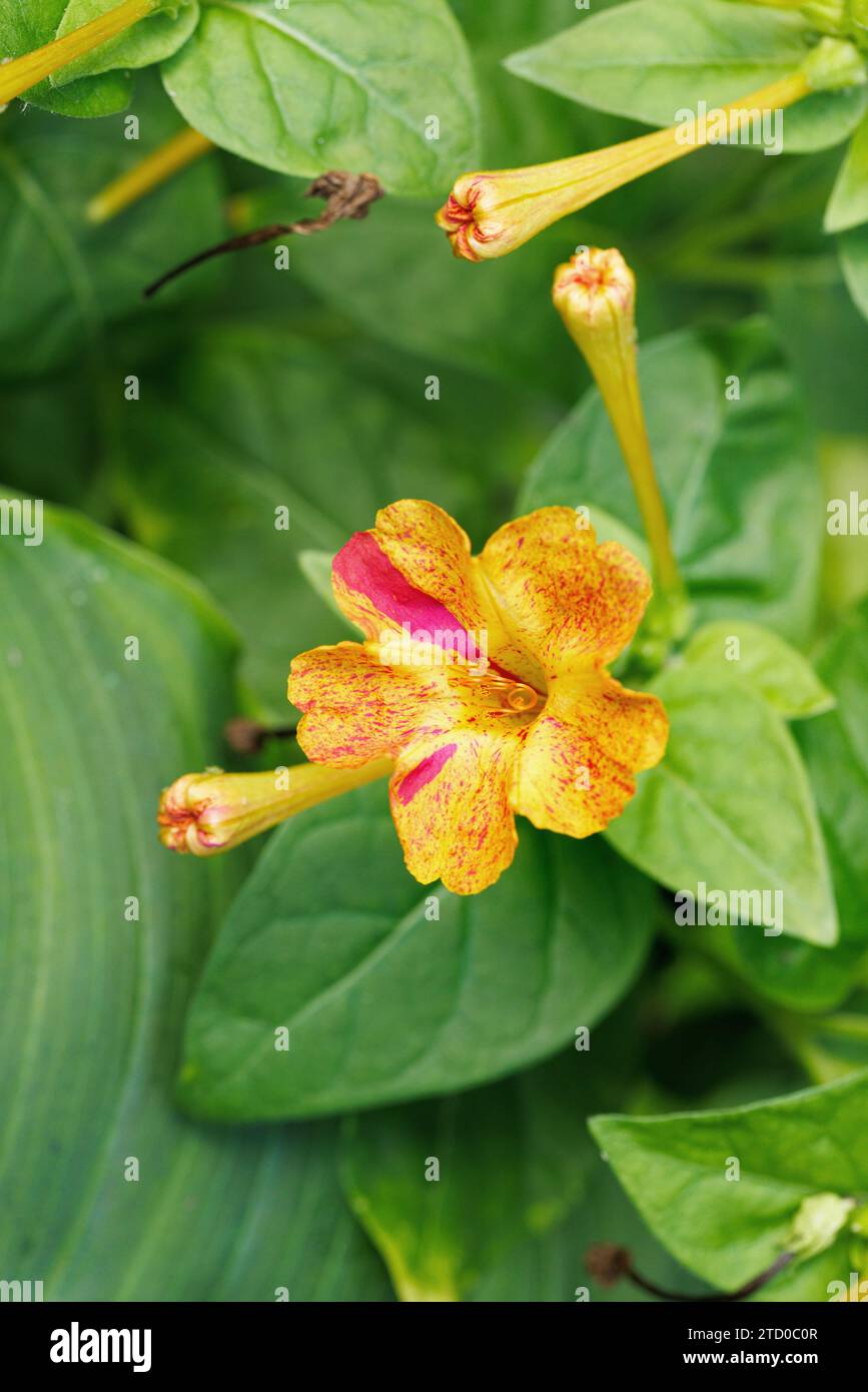 Les quatre-heures, s'émerveiller du Pérou (Mirabilis jalapa), blooming Banque D'Images