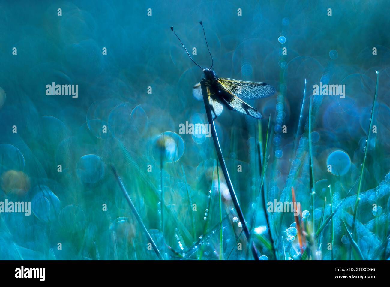 Une libellule sereine se perche sur l'herbe dans une prairie brumeuse, entourée de gouttes de rosée scintillantes créant un effet bokeh rêveur. Banque D'Images