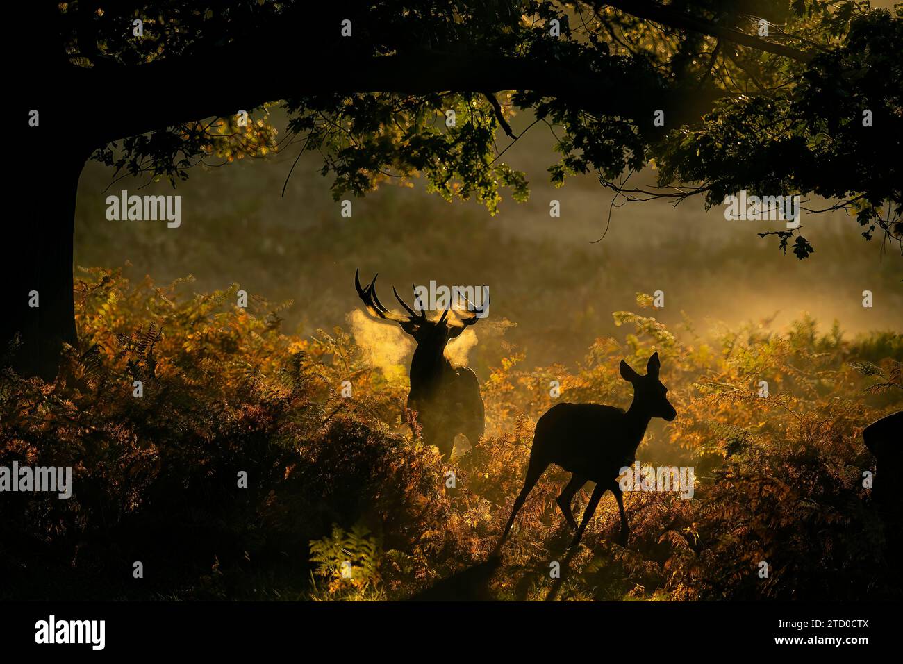 Cerf rouge majestueux et arrière dans une scène de forêt brumeuse éclairée par le soleil pendant la saison des ornières automnales au Royaume-Uni. Banque D'Images