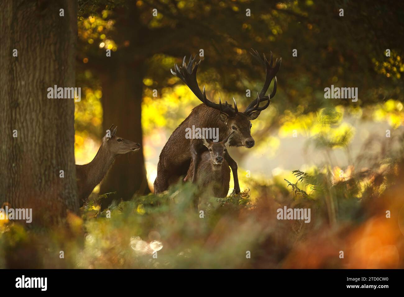 Un majestueux cerf rouge avec des bois impressionnants, accompagné de biches, installé dans un cadre boisé d'automne tranquille pendant la saison de l'ornithologie britannique. Banque D'Images
