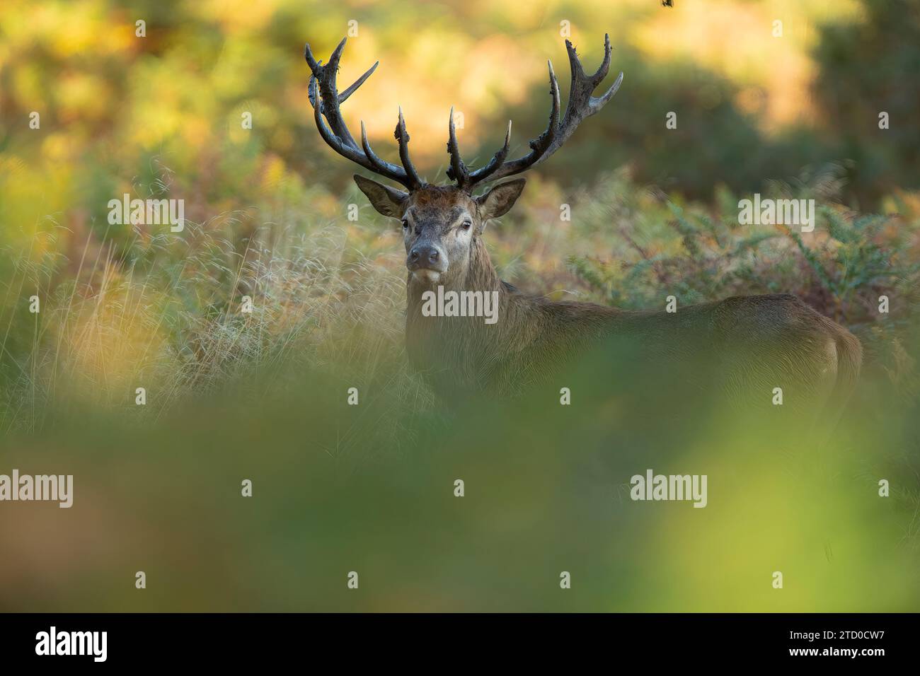 Un cerf européen noble se dresse au milieu des hautes herbes, ses bois impressionnants exposés pendant la saison d'ornières automnale au Royaume-Uni. Banque D'Images