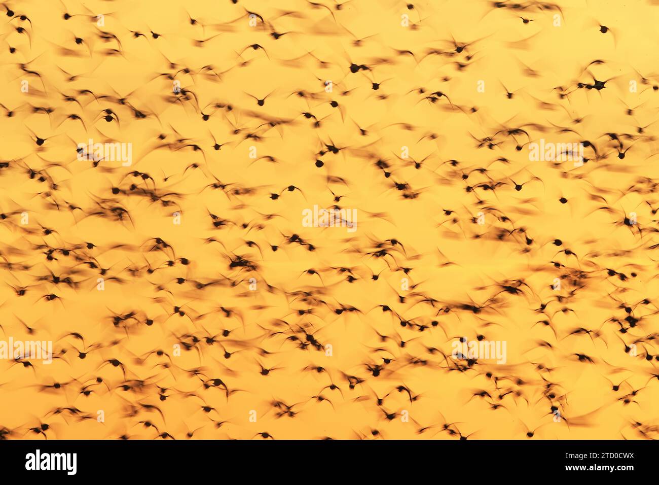 Un troupeau de Dunlins en vol frénétique, capturé contre les teintes chaudes d'un ciel crépusculaire lors de leur passage migratoire post-nuptial le long du Snettish Banque D'Images Un troupeau de Dunlins en vol frénétique, capturé contre les teintes chaudes d'un ciel crépusculaire lors de leur passage migratoire post-nuptial le long du Snettish Banque D'Images