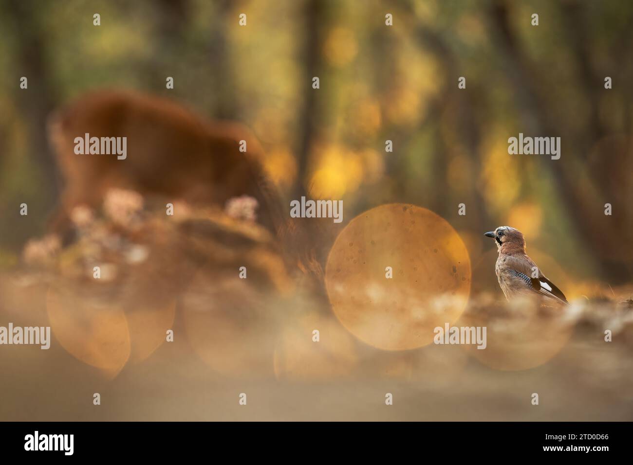 Un jaybird européen serein se perche sur le sol de la forêt, entouré par les teintes chaudes des feuilles d'automne tombées, avec une lumière bokeh douce améliorant le tranducs Banque D'Images