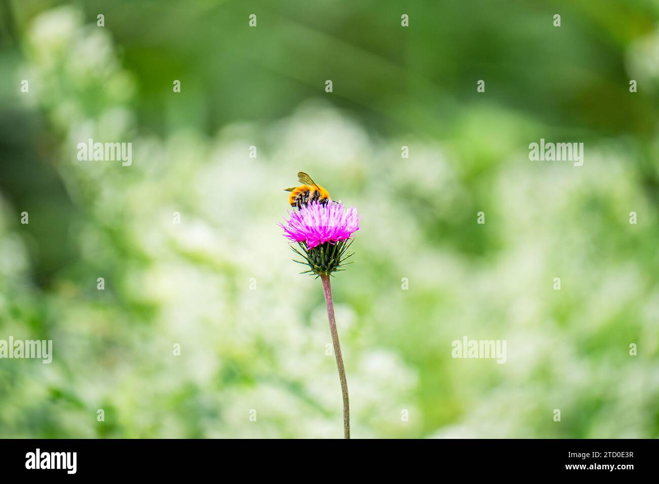 Une abeille commune se perche sur les pétales d'une fleur rose vif, posée sur un fond vert doux et focalisé, capturant l'essence du printemps. Banque D'Images