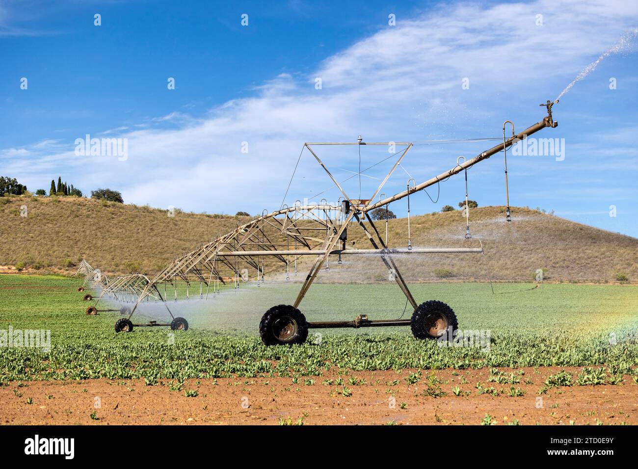 Système d'irrigation à pivot central arrosant les cultures par une journée ensoleillée, mettant en valeur la technologie agricole moderne. Banque D'Images