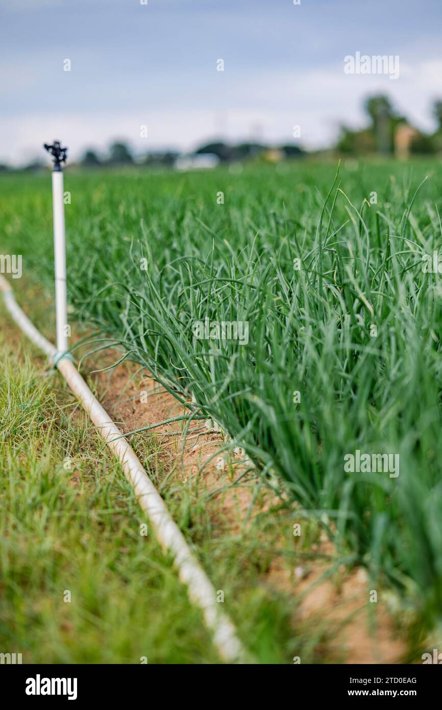 Une photo ciblée de têtes d'arrosage sur le dessus des tuyaux d'irrigation fixés au milieu des feuilles vertes d'un champ de culture d'oignons, mettant en valeur les pratiques agricoles modernes Banque D'Images