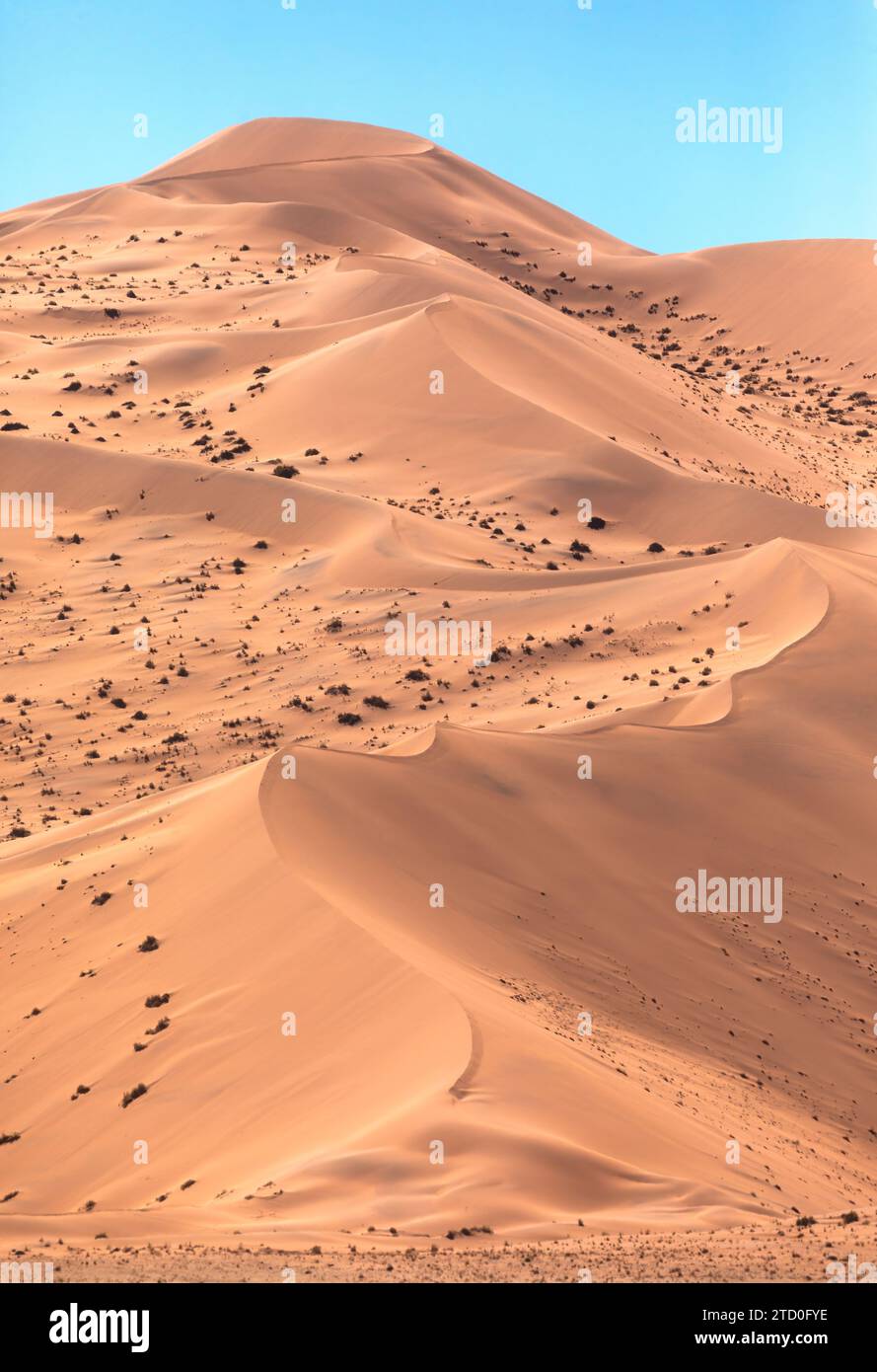 Une scène tranquille se déroule avec les lignes douces et fluides des dunes du désert namibien sous un ciel bleu clair Banque D'Images