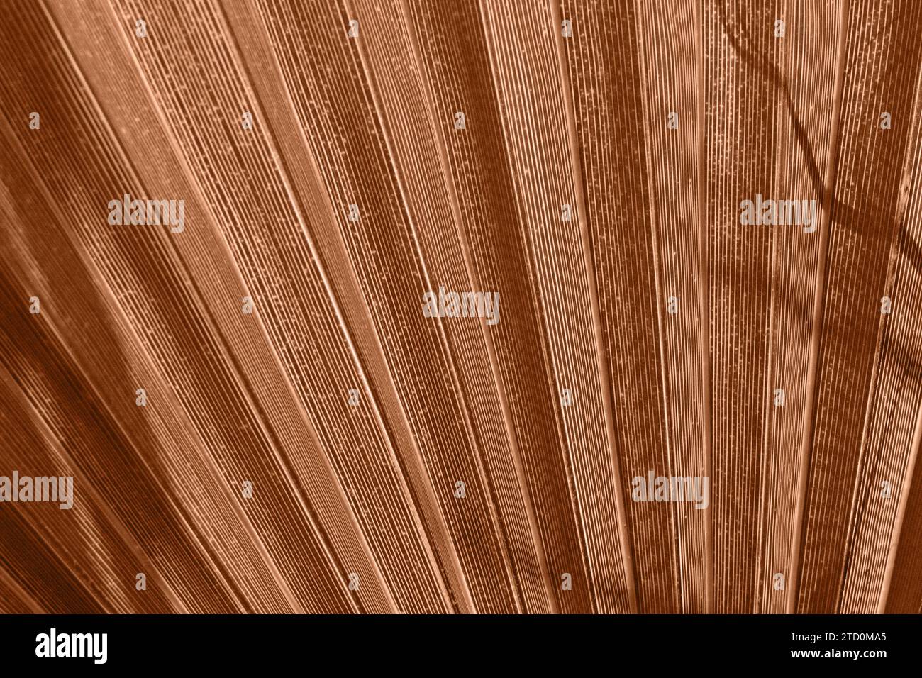 Gros plan macro motif texture naturelle de feuille de palmier, fond floral tropical teinté en couleur de l'année 2024 - Peach Fuzz. Banque D'Images