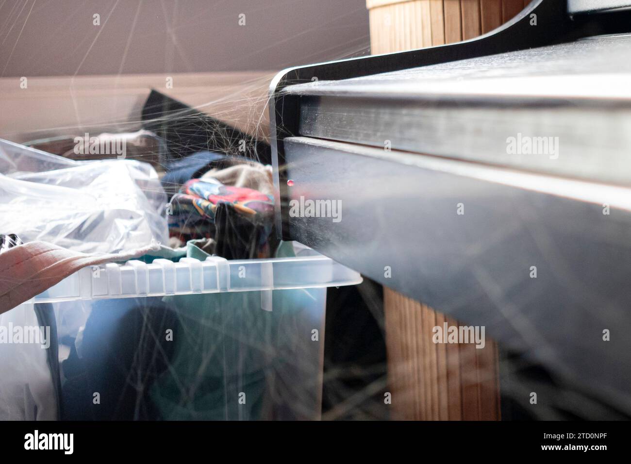 Un piano est fouetté de toiles d'araignées filées par bébé fausse veuve araignée Banque D'Images