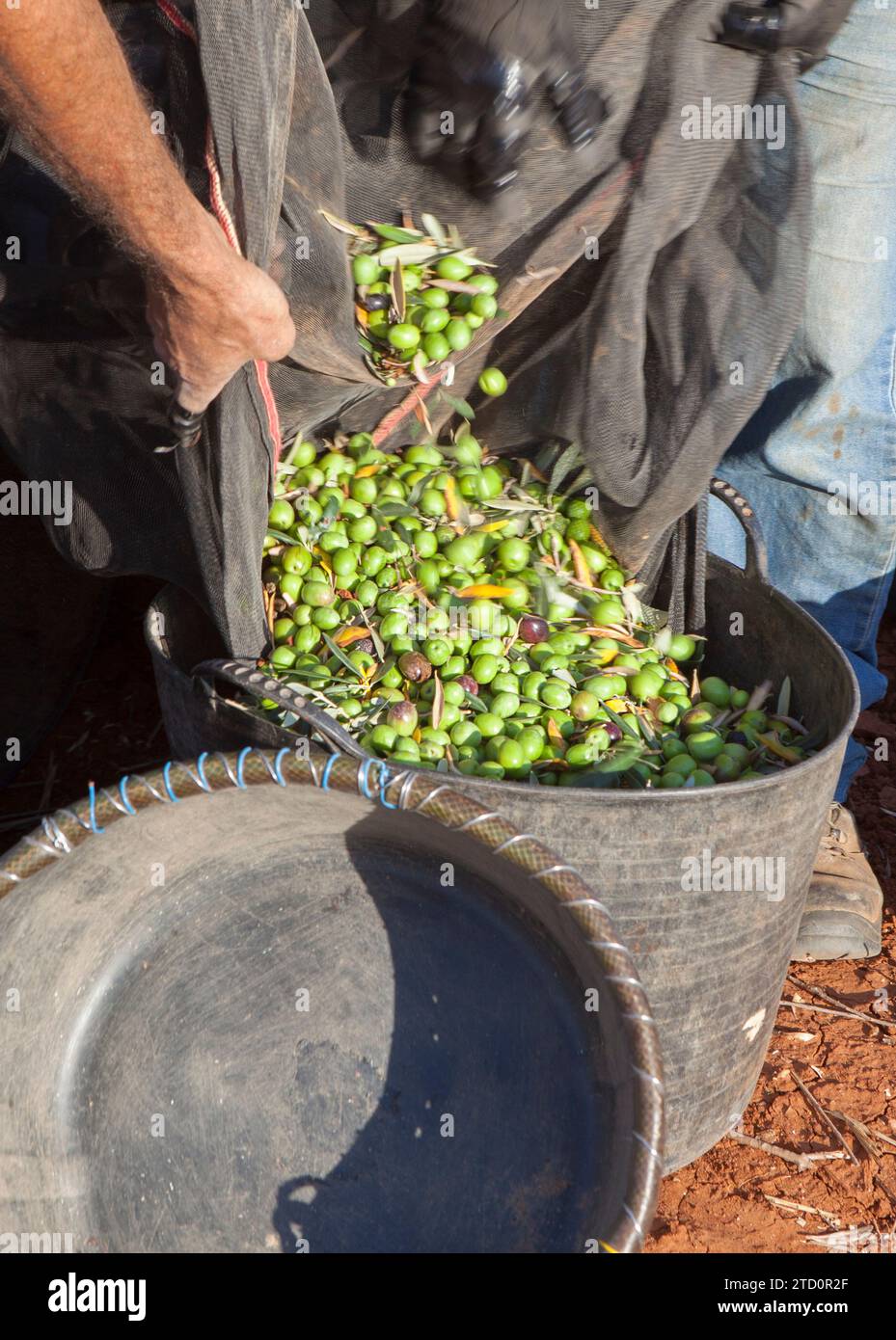 Les journaliers transfèrent les olives du filet de collecte au godet de récolte. Scène de saison de récolte des olives de table Banque D'Images