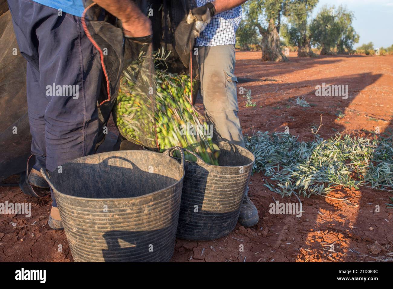 Les journaliers transfèrent les olives du filet de collecte au godet de récolte. Scène de saison de récolte des olives de table Banque D'Images