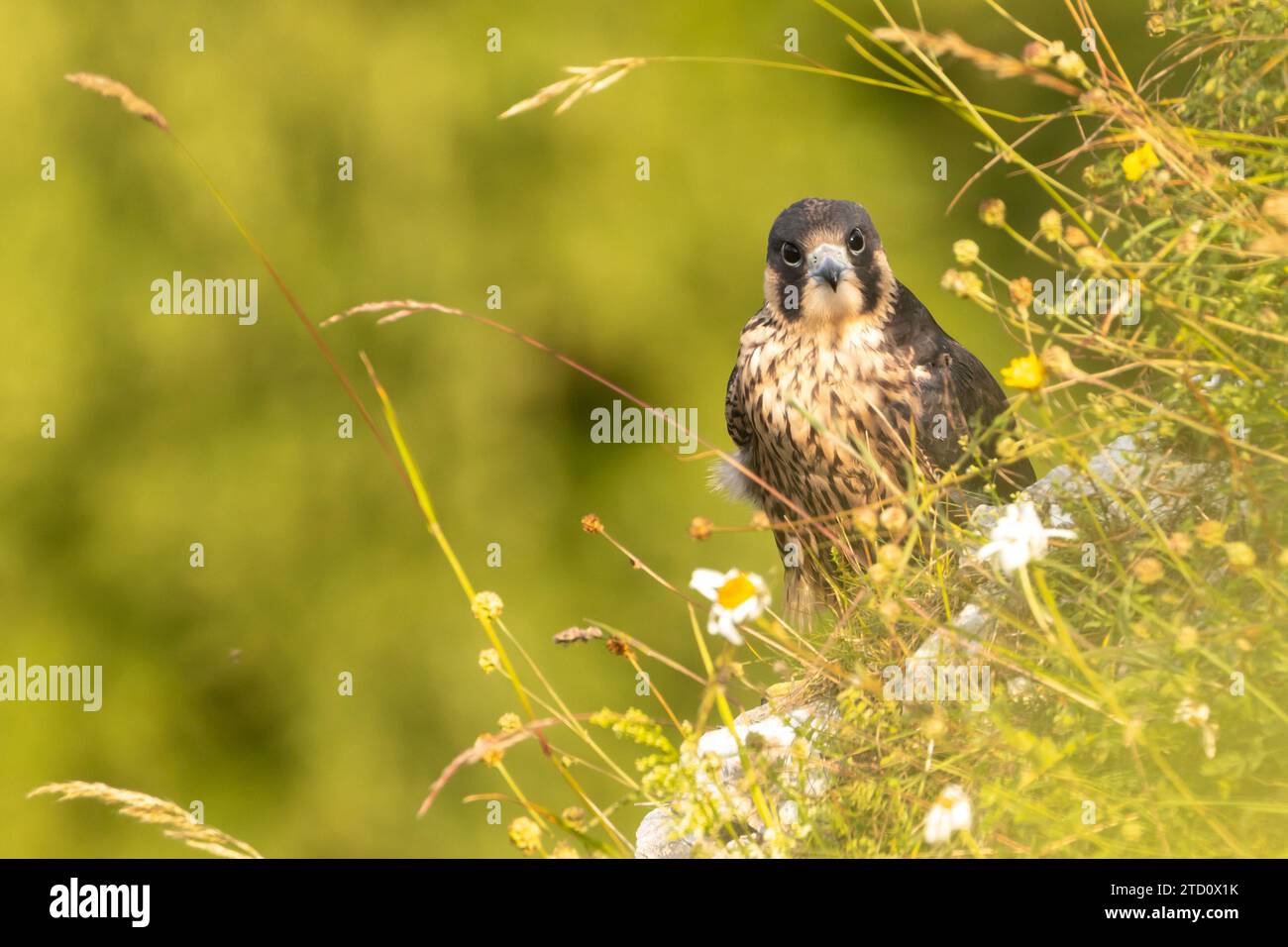 Peregrin (Falco peregrinus) naissant. Banque D'Images