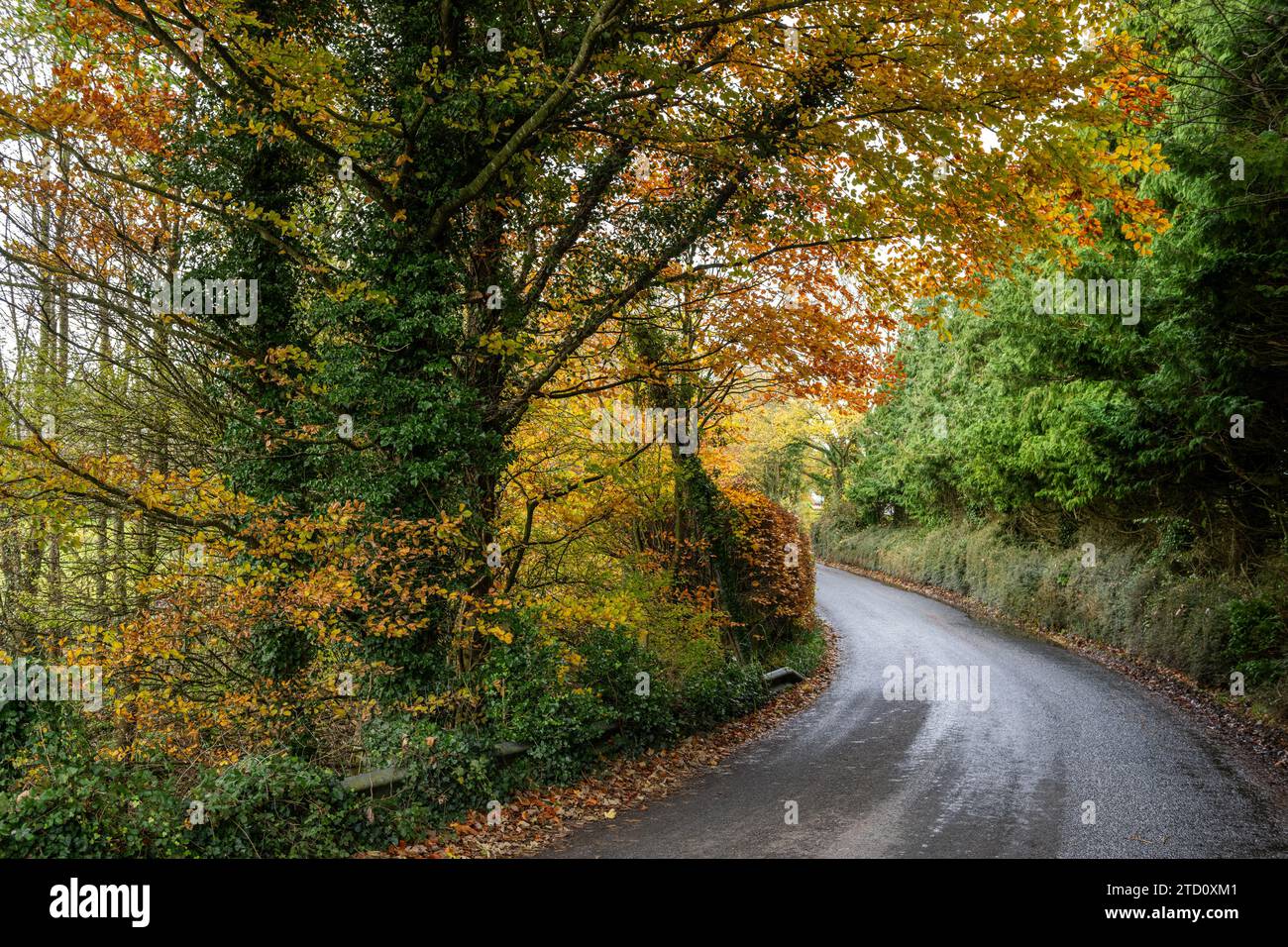 Feuilles d'automne sur une route de campagne en Irlande. Banque D'Images