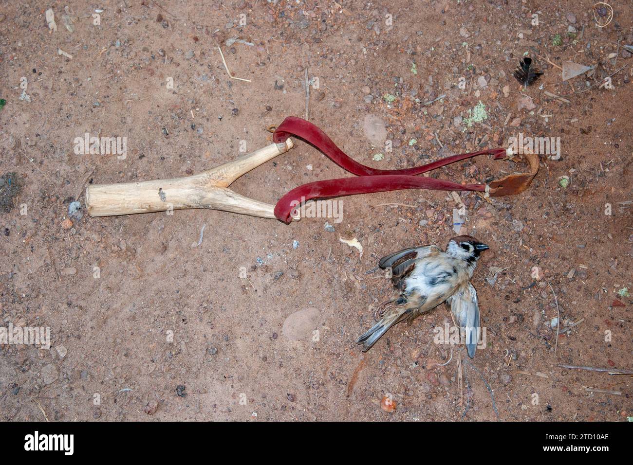 Fronde et un oiseau qui a été chassé dans un village thaïlandais Banque D'Images