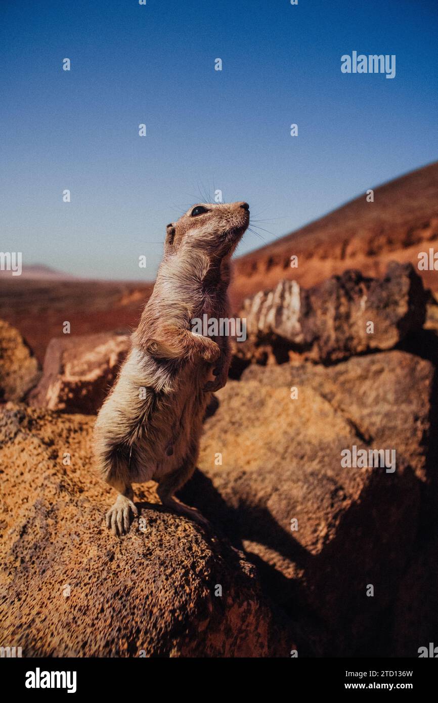 Un écureuil demande un câlin Banque D'Images