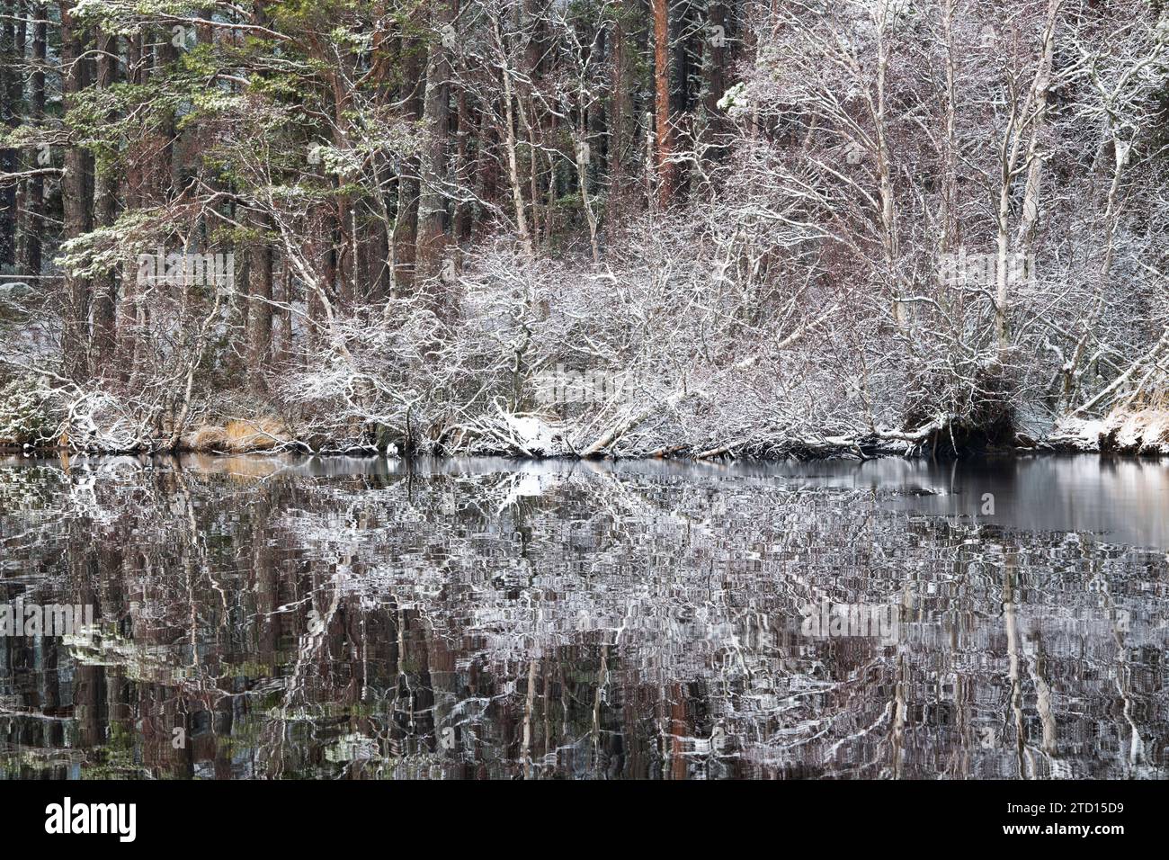 Arbres reflétés dans le Loch Garten dans la neige. Highlands, Écosse Banque D'Images