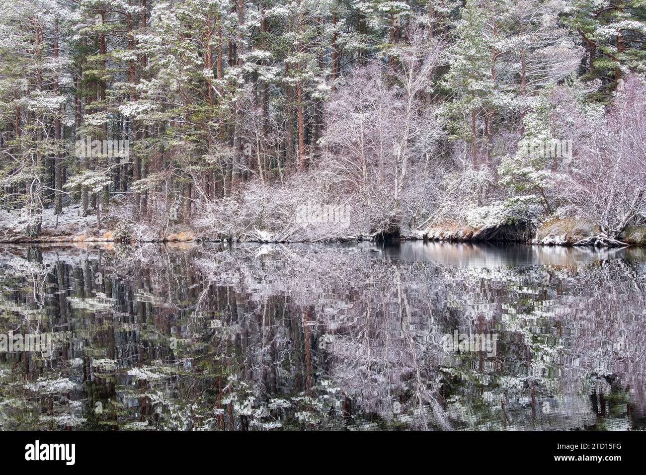 Arbres reflétés dans le Loch Garten dans la neige. Highlands, Écosse Banque D'Images