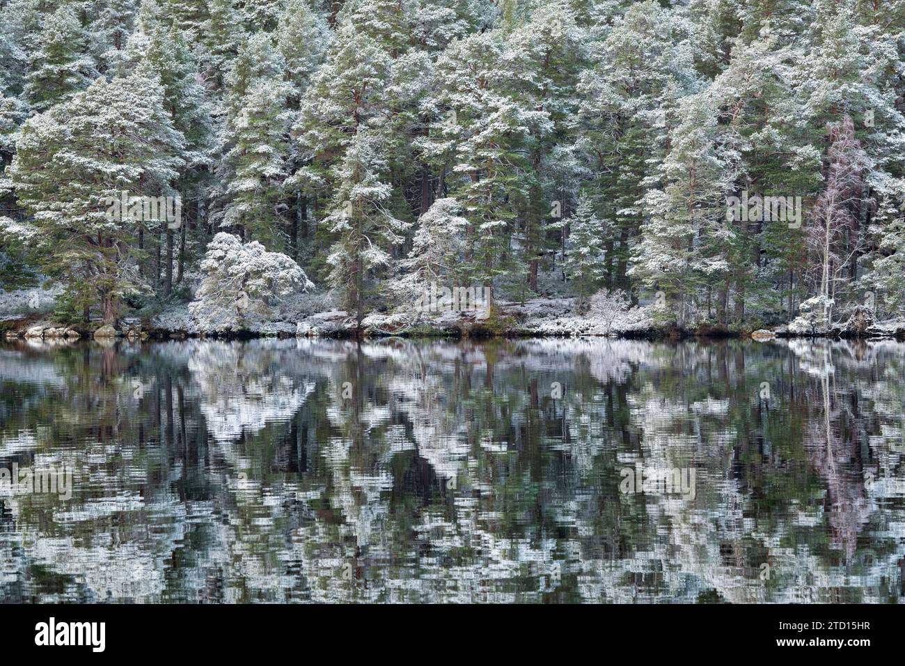 Arbres reflétés dans le Loch Garten dans la neige. Highlands, Écosse Banque D'Images