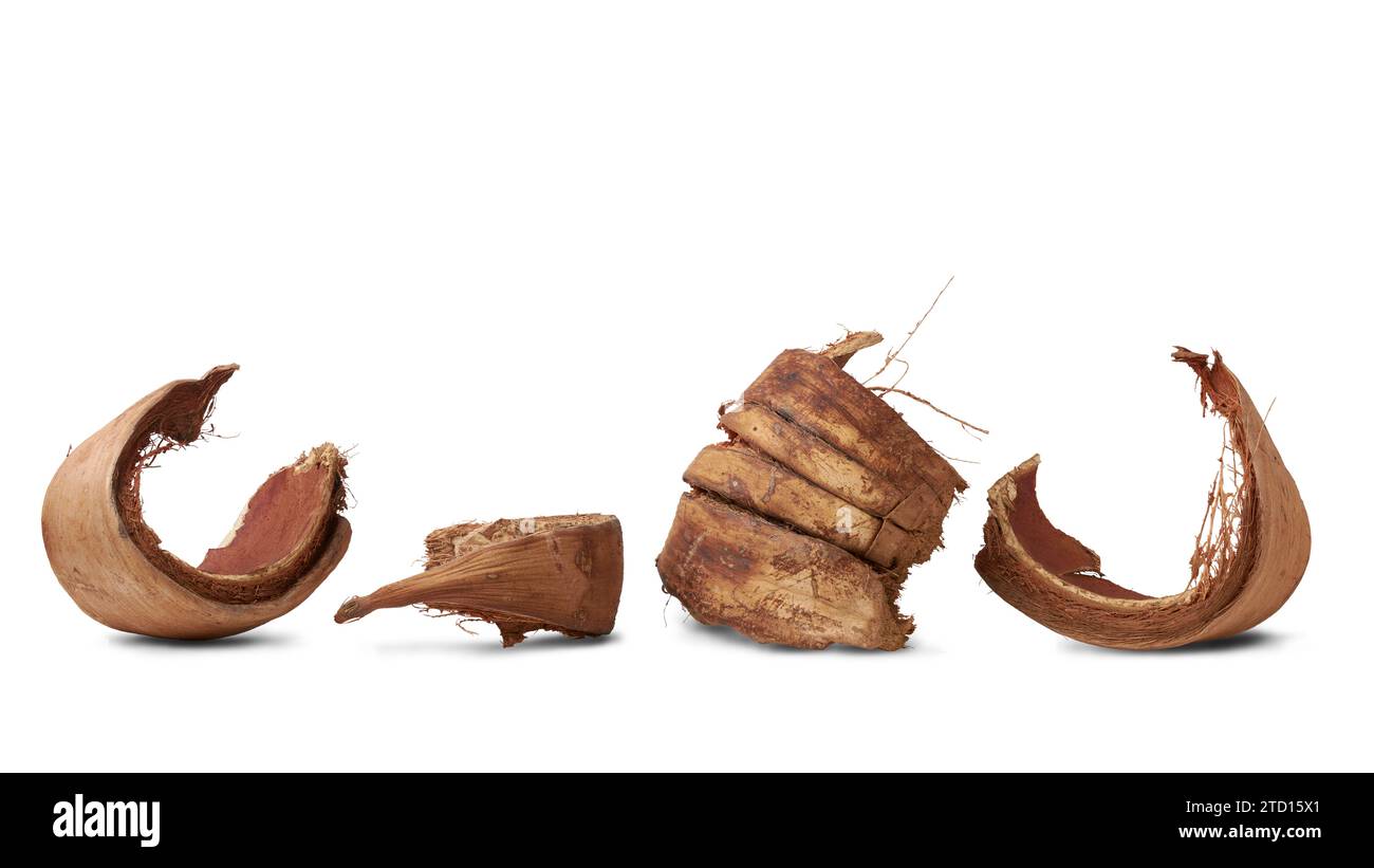 morceaux de coque de noix de coco séchée ou de coco, fibre naturelle commercialement importante extraite de la coque extérieure du fruit de noix de coco, populaire dans le jardinage, sustainab Banque D'Images