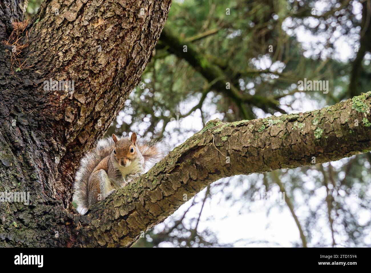 Southampton, Angleterre - 8 décembre 2023 : un écureuil sur la branche d'un arbre *** Ein Eichhörnchen auf dem AST von einem Baum Banque D'Images