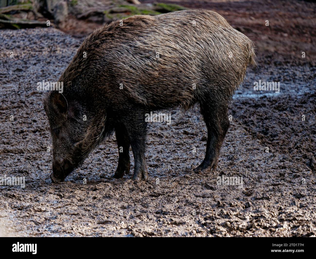 Ein großes Wildschwein wühlt im Naturpark 'Veldensteiner Forst' nach Eicheln, Wurzeln und Nüssen im Waldboden. Banque D'Images