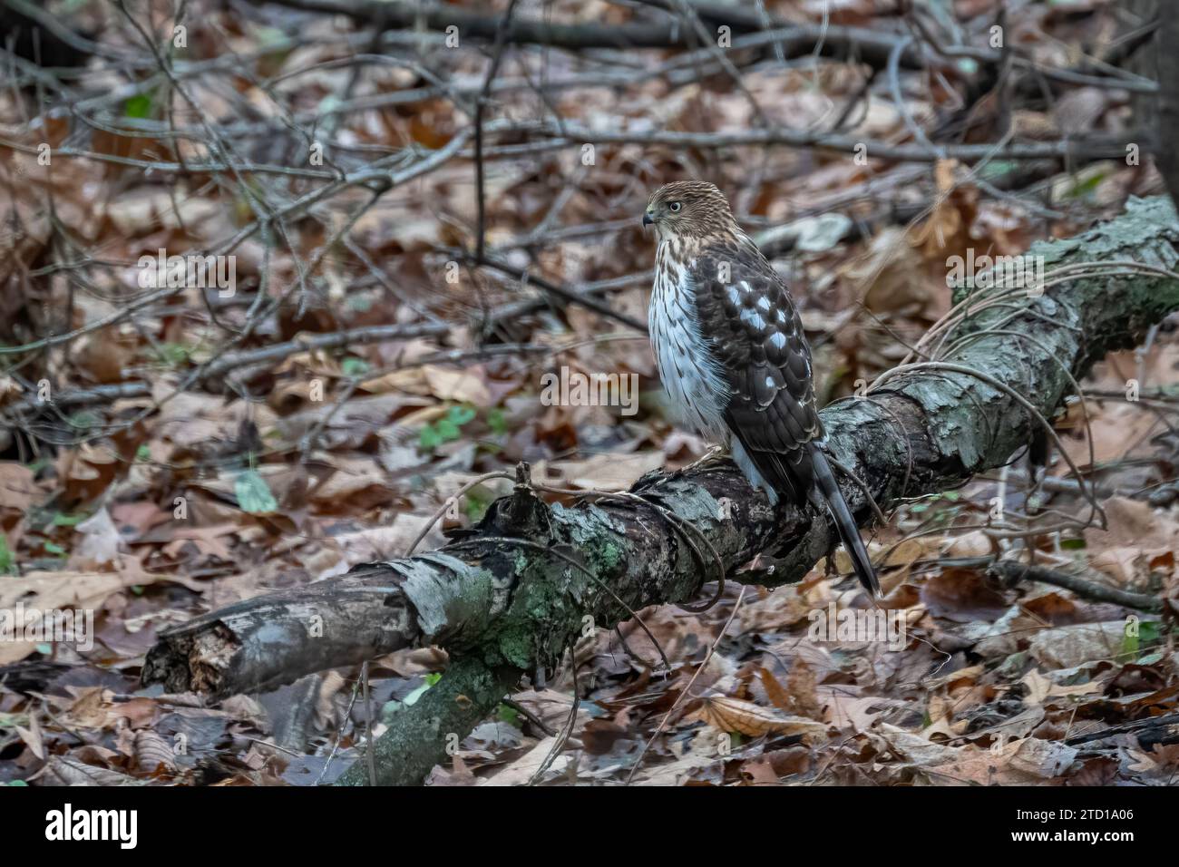 Un Cooper's Hawk immature (Accipiter cooperii) perché sur un arbre couvert de lichen abattu à la recherche de nourriture dans un bois du Michigan, aux États-Unis. Banque D'Images