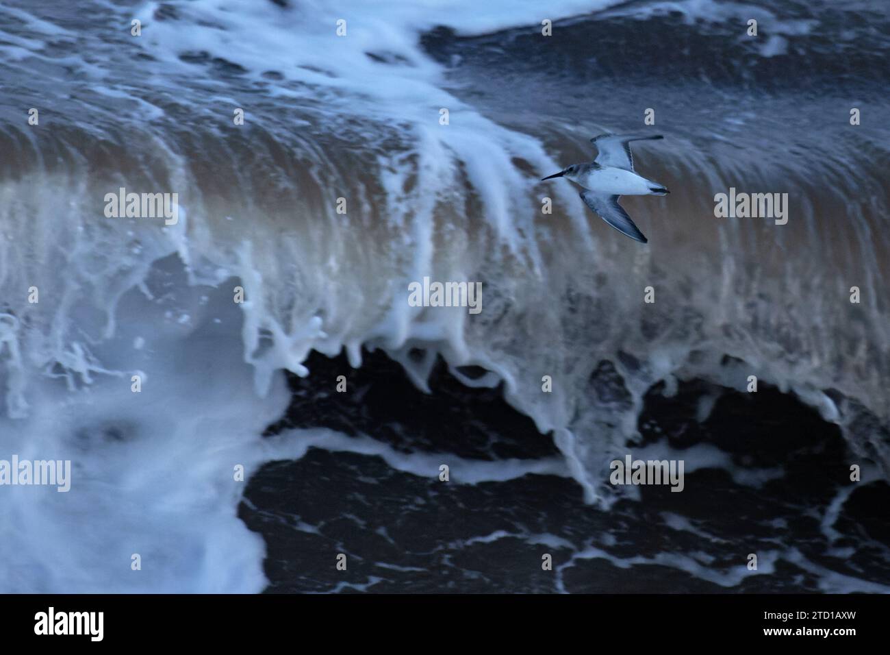 Dunlin (Calidris alpina) plumage hivernal volant contre la vague de roller Norfolk novembre 2023 Banque D'Images