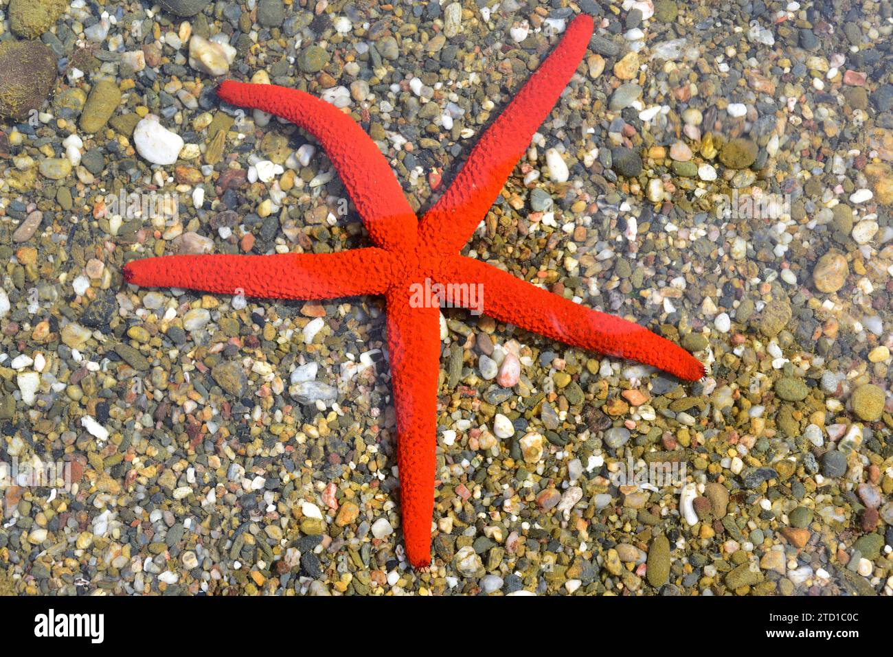 L'étoile rouge méditerranéenne (Echinaster sepositus) est une étoile de mer originaire de la mer Méditerranée et de l'est de l'océan Atlantique. Cette photo a été prise à Cap Ras, G. Banque D'Images