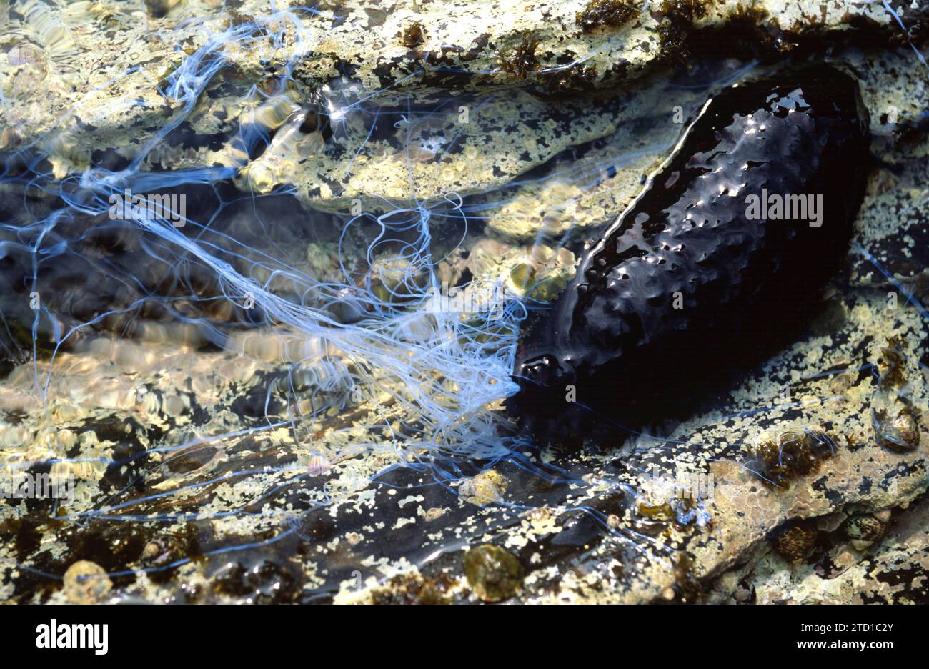 Concombre noir de mer (Holothuria forskali). Ce spécimen éjecte des filaments collants de l'anus en légitime défense. Cette photo a été prise à Cap Creus, Giro Banque D'Images