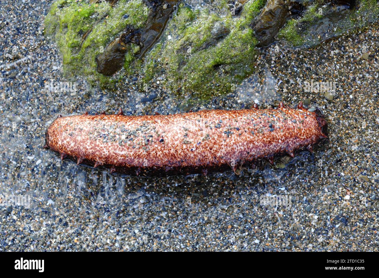 Concombre de mer noir (Holothuria forskali) face inférieure. Cette photo a été prise au Cap Creus, dans la province de Gérone, en Catalogne, en Espagne. Banque D'Images