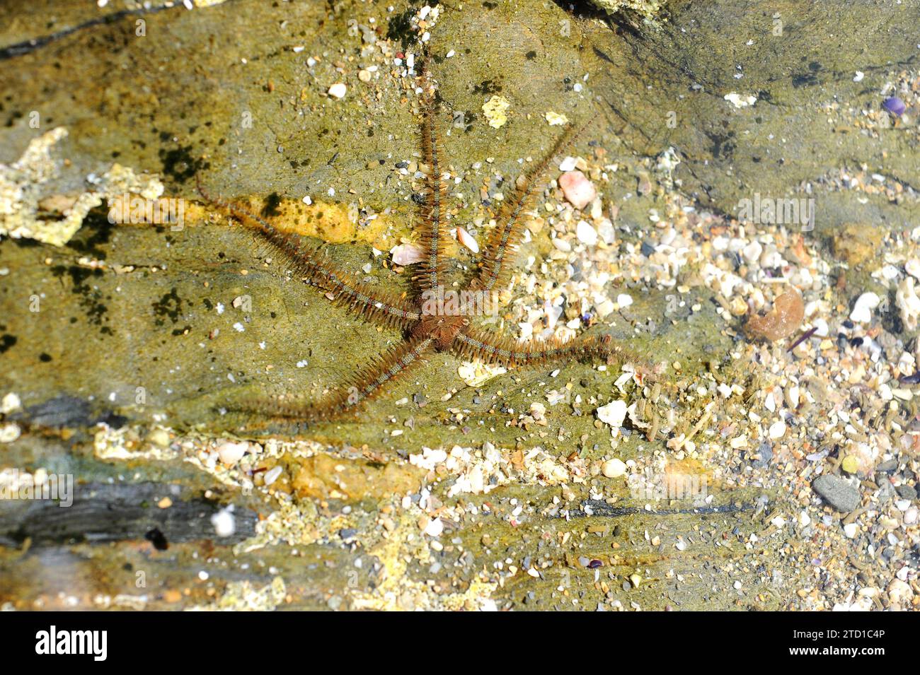 L'étoile cassante commune (Ophiothrix fragilis) est une étoile cassante de couleur très variée. Cette photo a été prise à Cap Ras, province de Gérone, Catalogne, Espagne. Banque D'Images