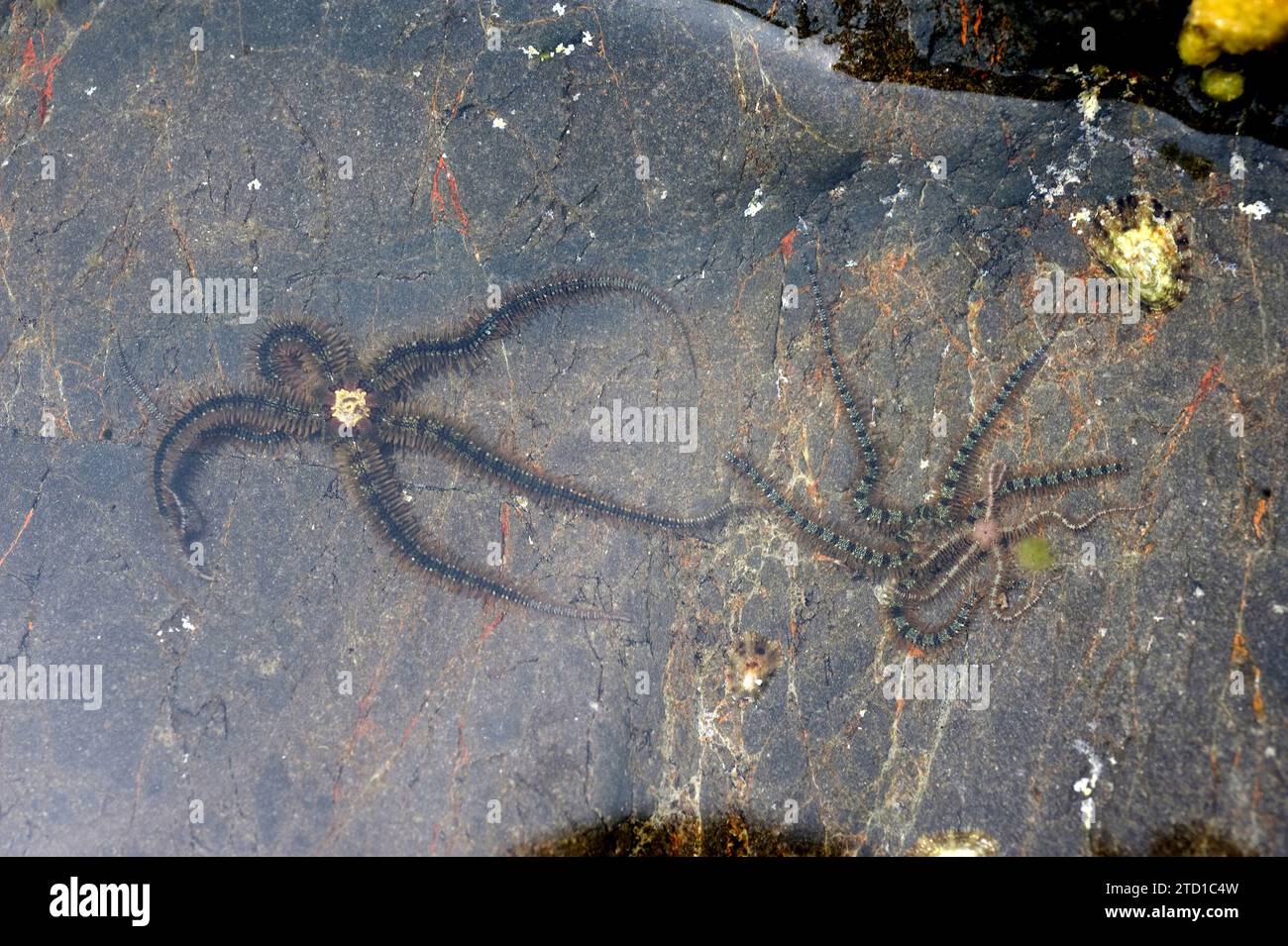 L'étoile cassante commune (Ophiothrix fragilis) est une étoile cassante de couleur très variée. Cette photo a été prise à Cap Ras, province de Gérone, Catalogne, Espagne. Banque D'Images