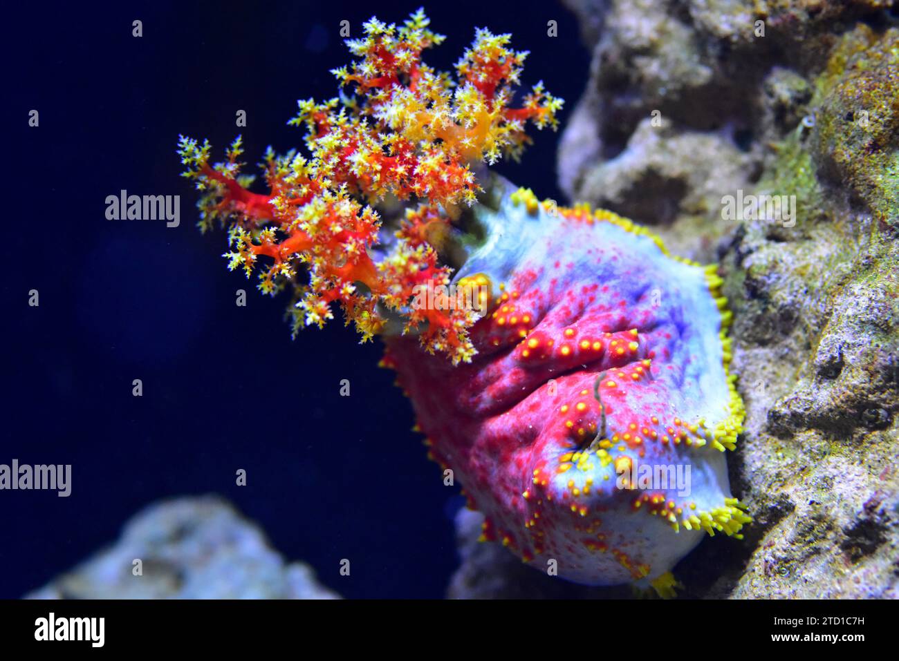 La pomme de mer (Pseudocolochirus axiologus) est un concombre de mer coloré originaire de l'Indo-Pacifique. Banque D'Images