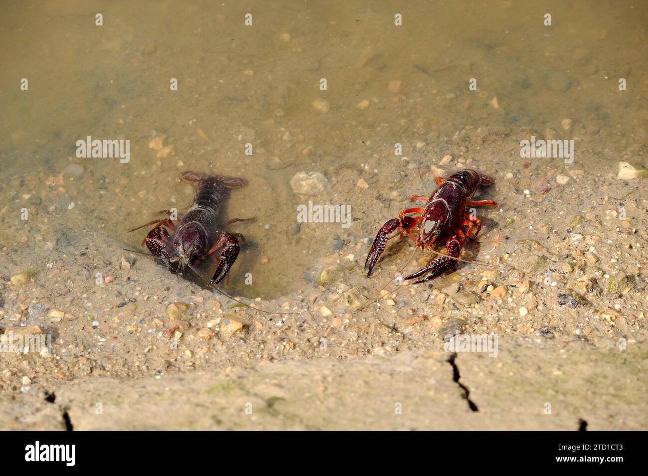 L'écrevisse des marais rouges (Procambarus clarkii) est une écrevisse d'eau douce originaire du nord du Mexique et du sud des États-Unis, mais introduite en o Banque D'Images