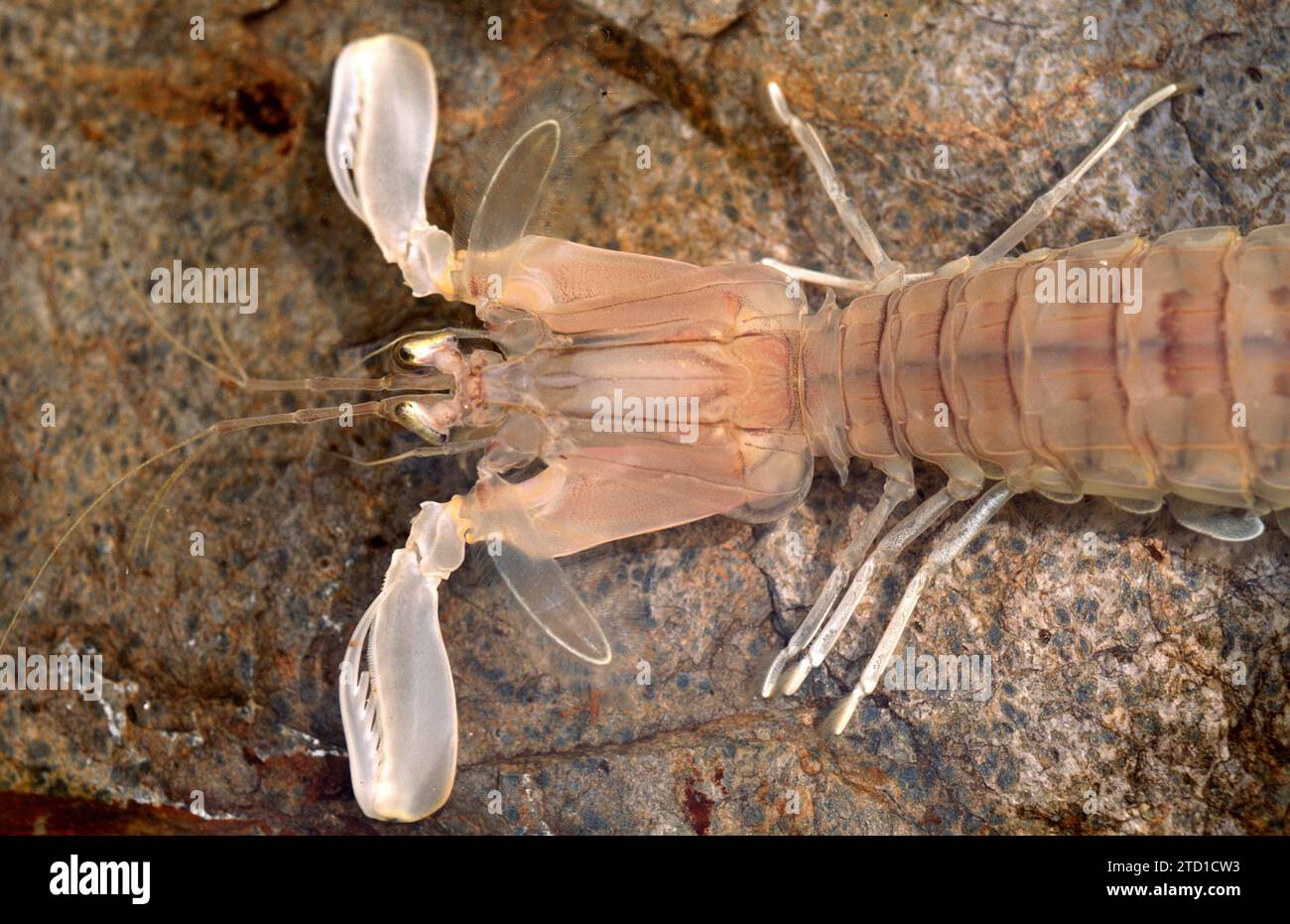La crevette Mantis (Squilla mantis) est un crustacé comestible originaire de la mer Méditerranée et de l'océan Atlantique est. Détail céphalothorax. Banque D'Images