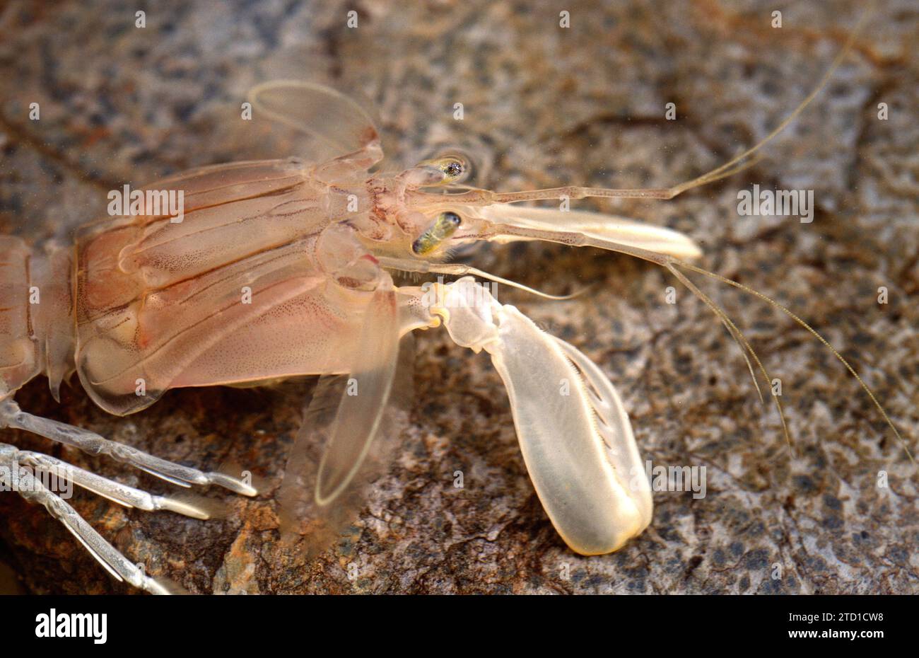 La crevette Mantis (Squilla mantis) est un crustacé comestible originaire de la mer Méditerranée et de l'océan Atlantique est. Détail céphalothorax. Banque D'Images