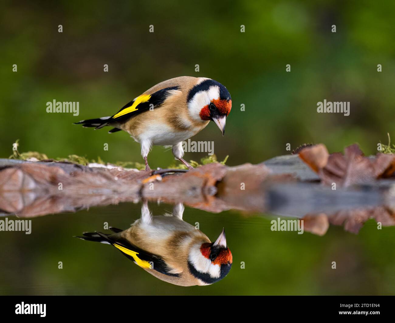 Un palonnier d'or se nourrissant au bord d'une piscine de jardin à la fin de l'automne/début de l'hiver dans le centre du pays de Galles. Banque D'Images