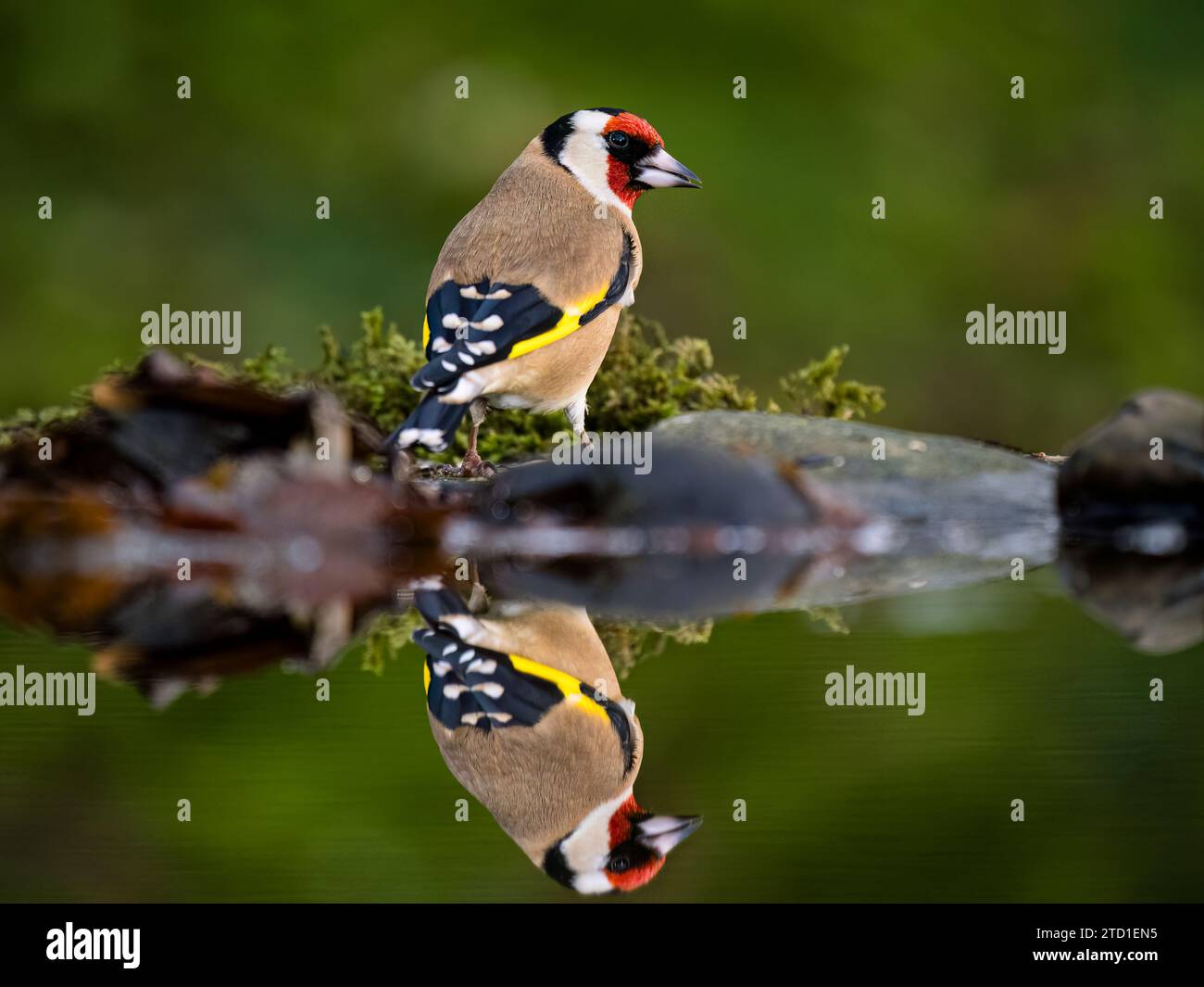 Un palonnier d'or se nourrissant au bord d'une piscine de jardin à la fin de l'automne/début de l'hiver dans le centre du pays de Galles. Banque D'Images