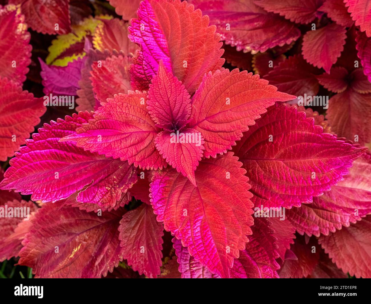 Coleus rouge également connu sous le nom de Coleus commun ou ortie peinte Banque D'Images