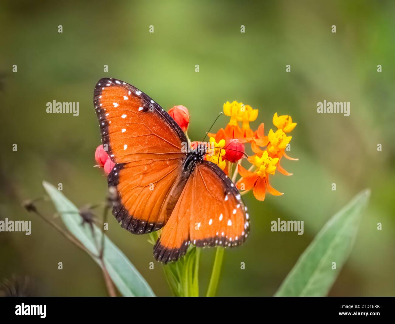Un seul papillon Reine sur l'herbe tropicale rouge et jaune Banque D'Images