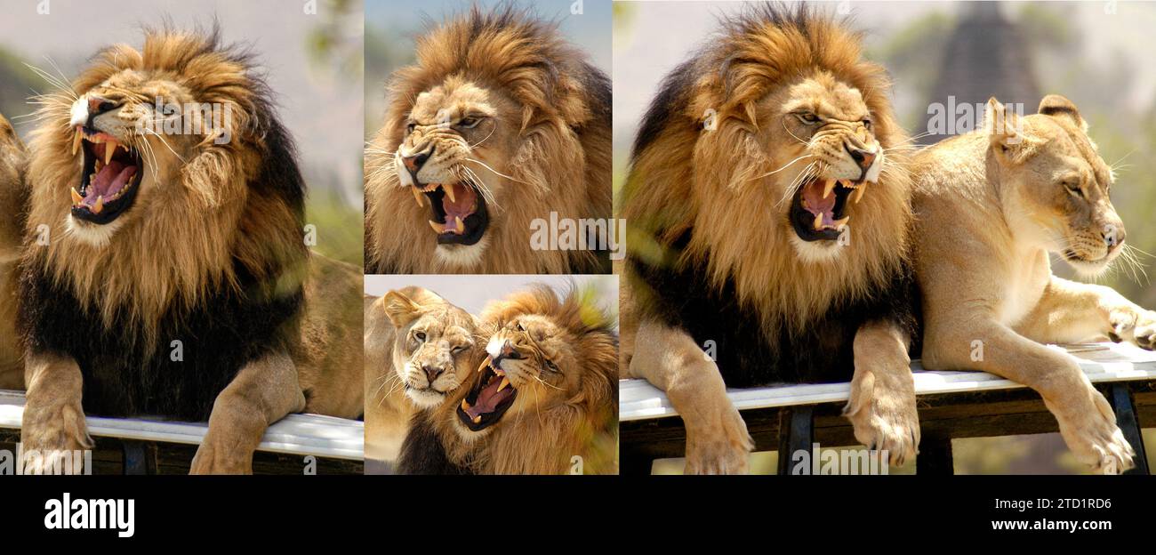 Ce lion mâle gronde profondément et donne un rugissement féroce qui rend l'environnement environnant primaire. Banque D'Images