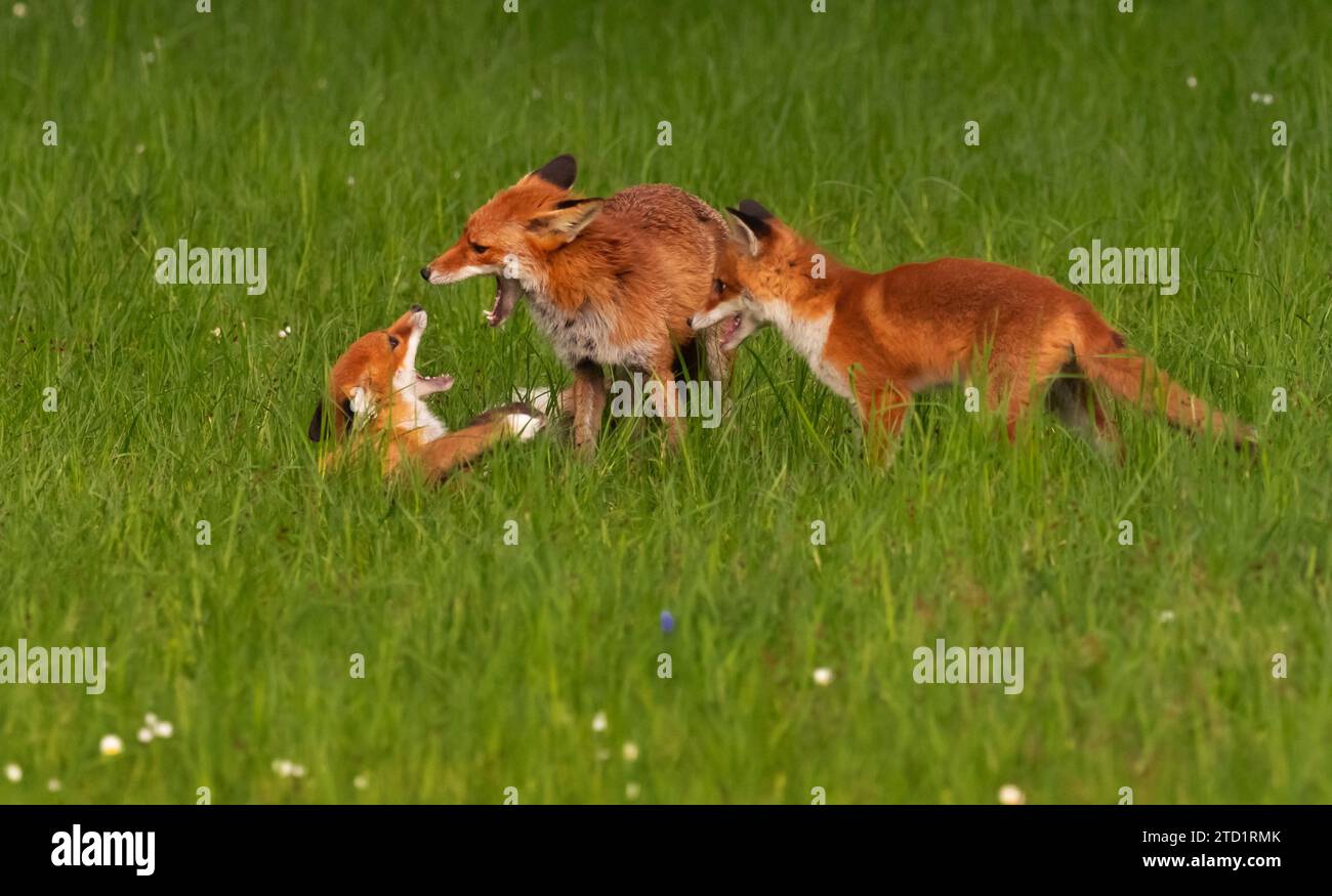 24 avril 2023, Berlin : 24.04.2023, Berlin. Une renard femelle (Vulpes vulpes, M) joue et lutte avec deux de ses petits au soleil du soir dans un parc de la capitale. Les renards urbains ont développé leurs propres stratégies pour vivre aux côtés des humains et sont maintenant génétiquement différents de leurs proches dans les campagnes. Photo : Wolfram Steinberg/dpa photo : Wolfram Steinberg/dpa Banque D'Images