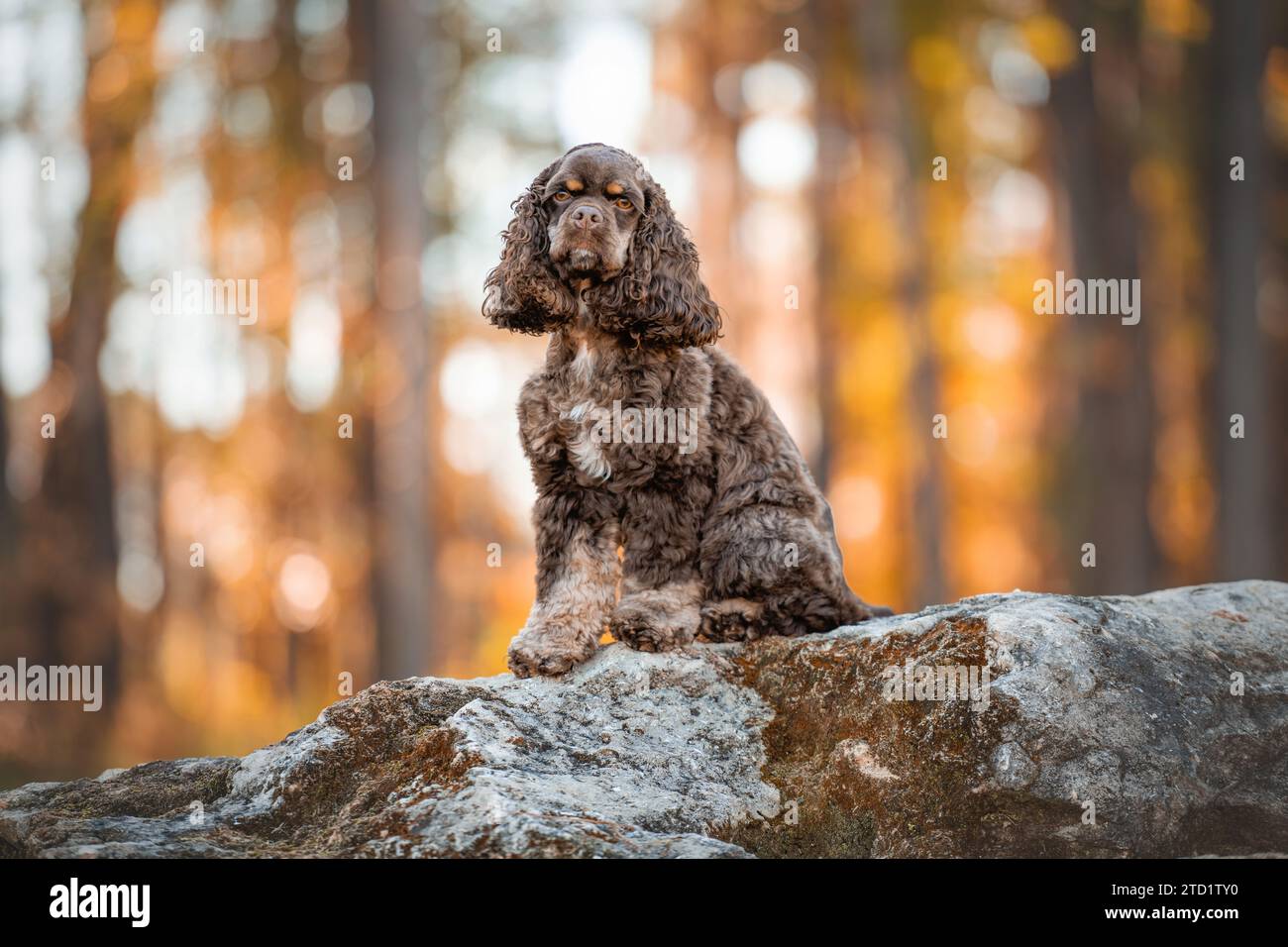 Chocolate American cocker spaniel jouant à un pack avec fond vert Banque D'Images