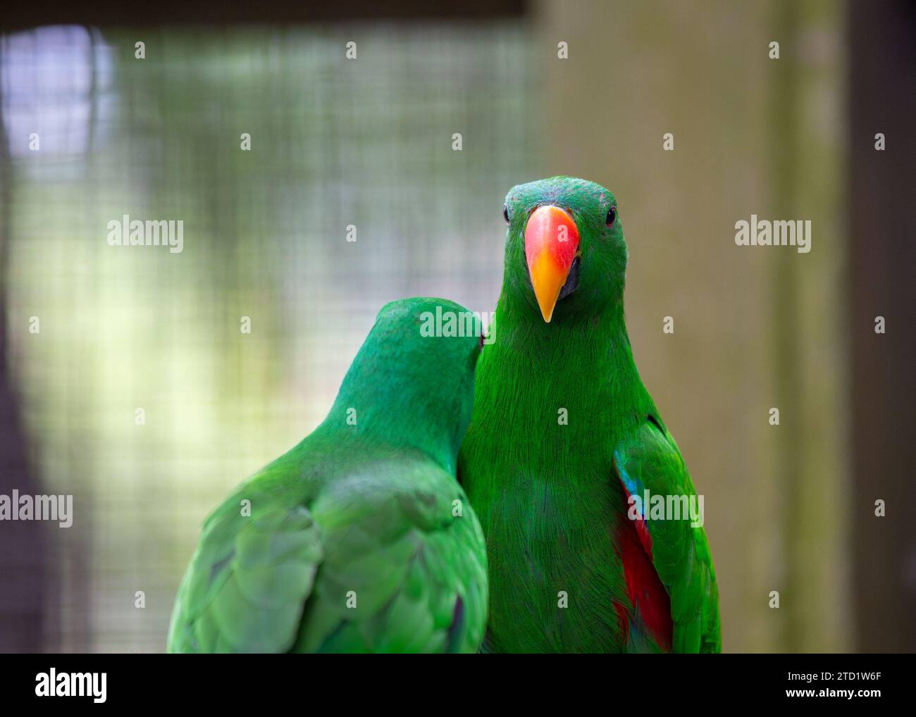 Le resplendissant Eclectus perroquet (Eclectus roratus), originaire des forêts tropicales d’Océanie, séduit par son plumage vibrant. Cette intelligente et ch Banque D'Images