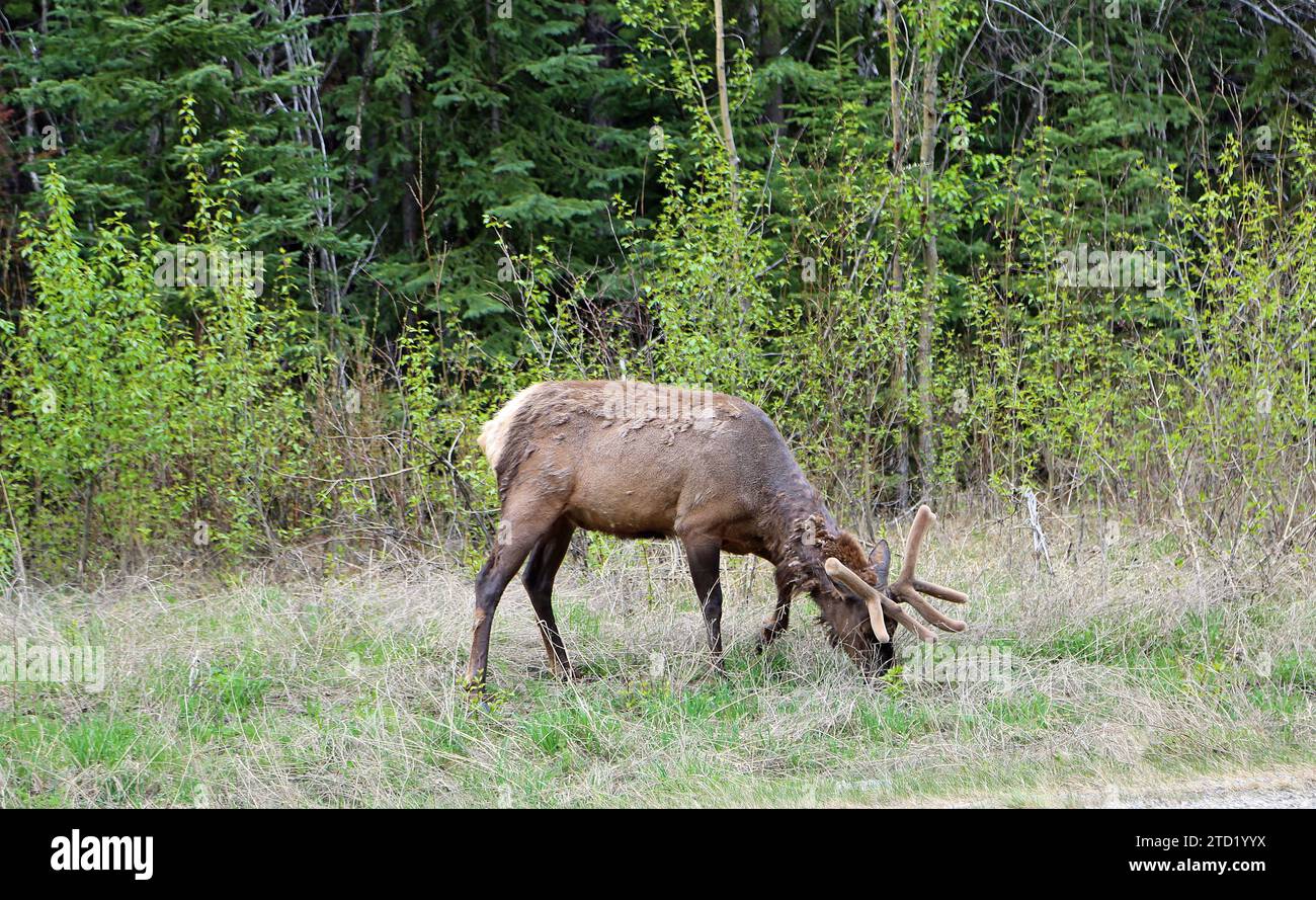 Pâturage du wapiti - Canada Banque D'Images