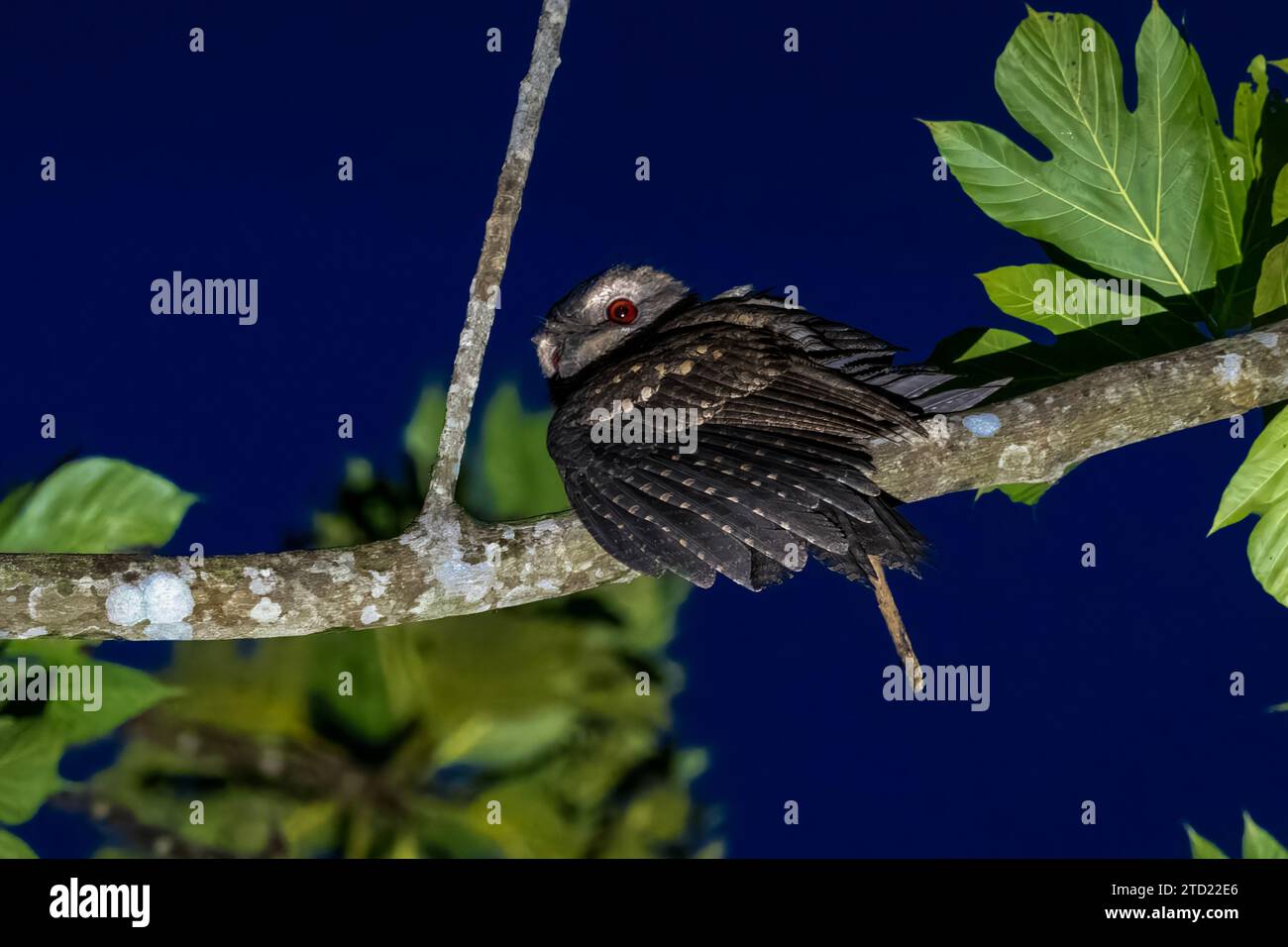 Mouches papoues (Podargus papuensis) observées à Waigeo en Papouasie occidentale, Indonésie Banque D'Images